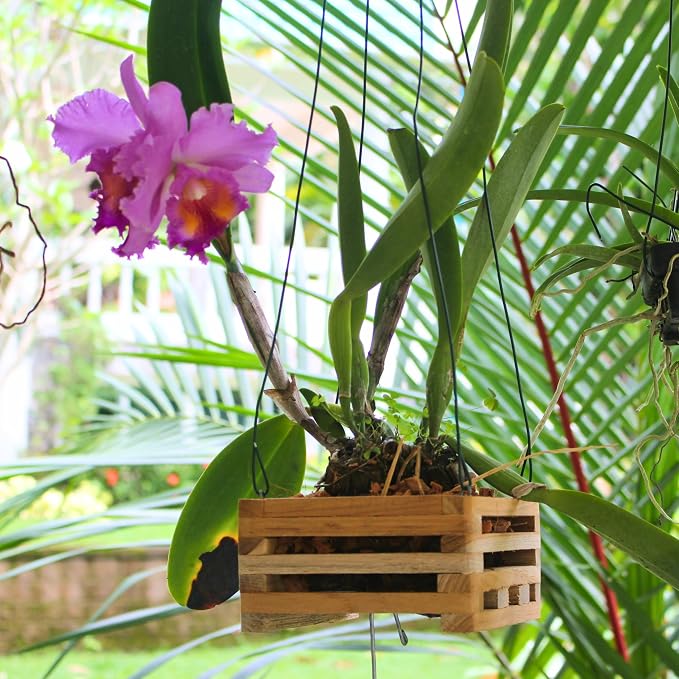Set of 3 Strong Teak Wood Orchid Baskets for Outdoors with Hangers, 1 is 10 Inches Wide, 1 is 8 Inches, 1 is 6 Inches, for Orchids, Staghorn Ferns, Orchid Gifts
