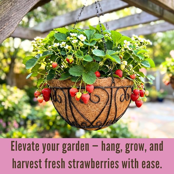 LaLaGreen Hanging Baskets for Plants (12 Inch, 6 Pack) Hanging Flower Pots with Coco Liner, Black Metal Wire Round Basket Plant Holder with Hanger Hook Chain, Outdoor Patio Deck Balcony Garden Decor